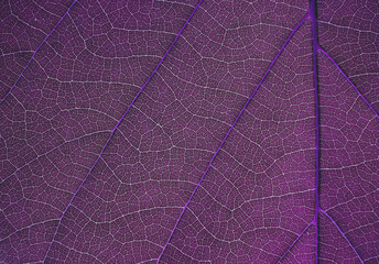 Fototapeta na wymiar macro purple leaf texture, natural background