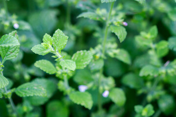 Close up of beautiful fresh mint in the garden