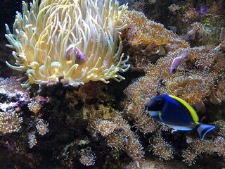 Weißkragen Doktor Fisch und Clown Fisch