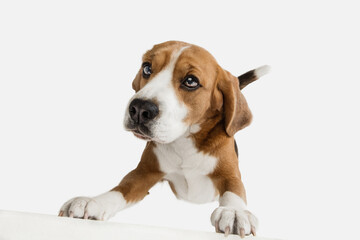 Fototapeta na wymiar Small funny dog Beagle posing isolated over white studio background.