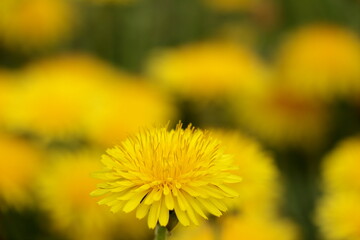 bright yellow dandelion