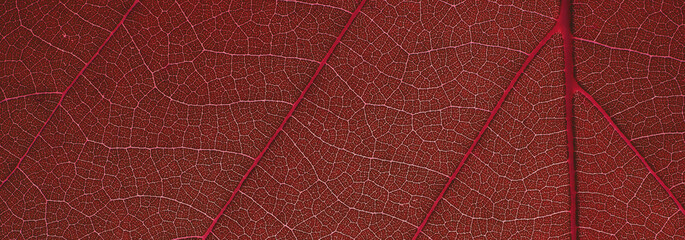 close up red leaves texture, natural background