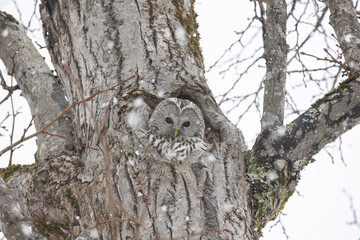 the owl is looking from above