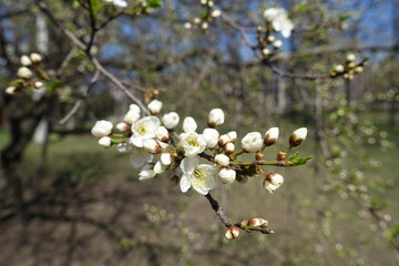Obraz premium Not fully opened white flowers of plum tree in April