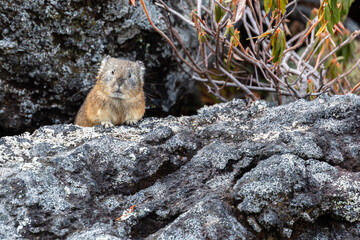 pika on a rock