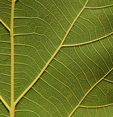 macro green leaf texture ( teak leaf )