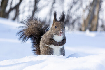 squirrel in the snow