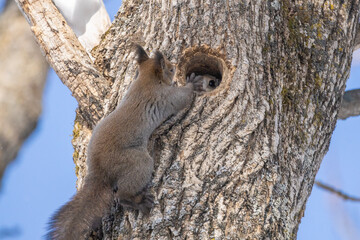 squirrel and flying squirrel