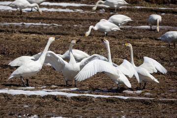 great chorus of swans