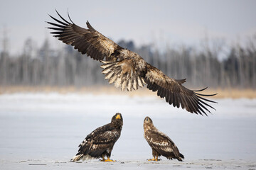 flapping of the eagle's wings