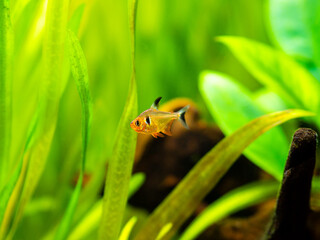 Red Phantom Tetra (Hyphessobrycon sweglesi) macro close up in a fish tank with blurred background