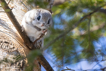 flying sqirrel on the tree