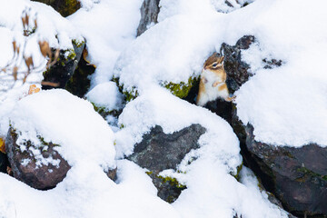 chipmunk on the snow