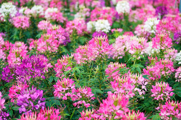 Fototapeta premium blooming spider flower garden