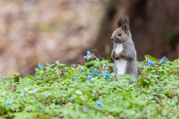 squirrel on the flower