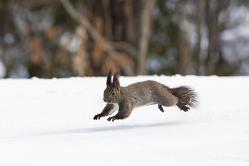 squirrel in the snow