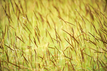 reeds grass flowers