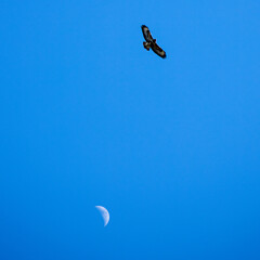 blue sky with clouds and bird