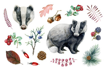 Badger animal, forest natural element set. Watercolor hand drawn illustration. Wild forest badger, red berries, acorn, autumn leaves, cones collection. Woodland black and white europe predator © anitapol
