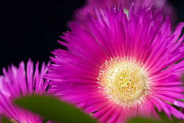 Obraz premium Pink flower view