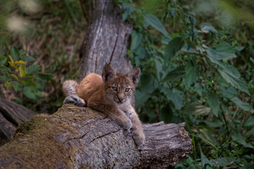 Lynx boréal juvénile