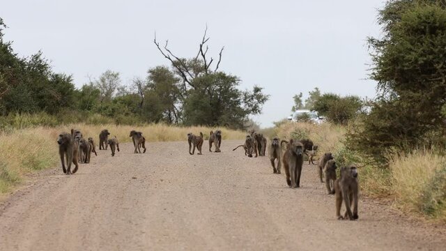 A large troop of chacma baboons in Kruger