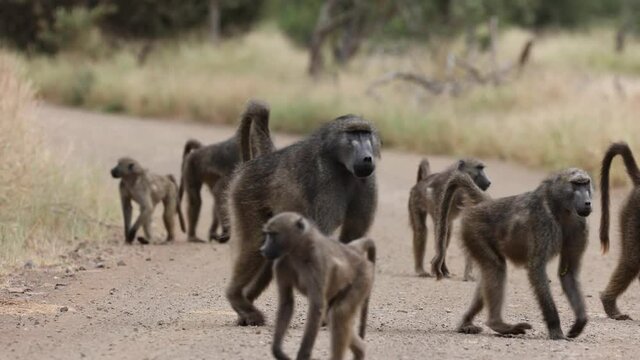 a Troop of chacma baboons on the move
