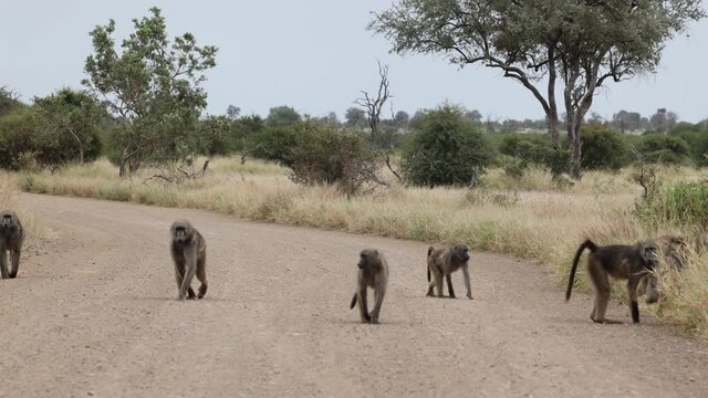 Chacma baboons on the move in the road