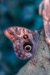 Macro shots, Beautiful nature scene. Closeup beautiful butterfly sitting on the flower in a summer garden.