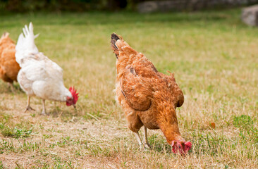 Rooster and chickens grazing on the grass.