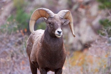 stoic bighorn ram