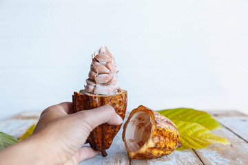 Fresh cocoa pod in hand