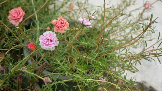 Common Purslane, portulaca flowers, Verdolaga, Pigweed , Pink Rosemoss flower in garden