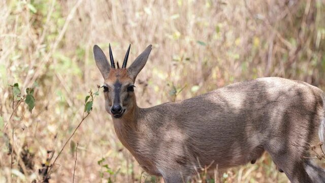 Common duiker regurgitate some food