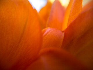 Detail juicy orange tulip outdoors.