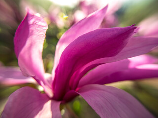 Lilac magnolia flower. Sunny outdoor scene in the countryside.