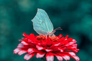 Macro shots, Beautiful nature scene. Closeup beautiful butterfly sitting on the flower in a summer garden.