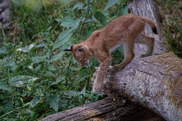 Lynx boréal juvénile