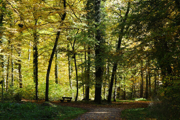 Fototapeta na wymiar Autumn forest in Baden-Wurttemberg, Germany