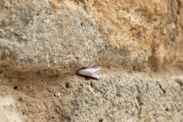 A note  for God sticks out between the stones in the Little Western Wall, in the old city of...