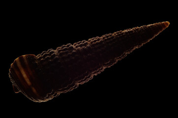 Fototapeta premium a macro photo of small, pointed shell, black background