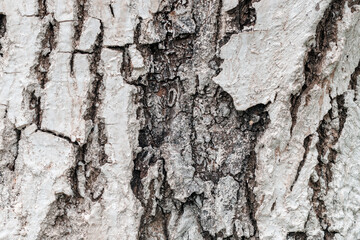 Walnut tree bark whitewashed with white lime mixture to prevent sunburns