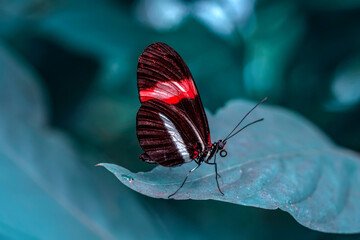 Macro shots, Beautiful nature scene. Closeup beautiful butterfly sitting on the flower in a summer garden.