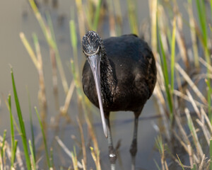 A young glossy ibis in its natural grassy habitat looking for food and flying. 