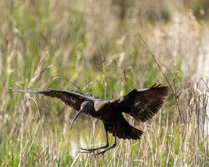 A young glossy ibis in its natural grassy habitat looking for food and flying. 