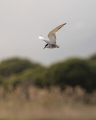 A young gull-billed tern flying in the golden hour looking for fish to hunt in its natural habitat in Catalonia. 
