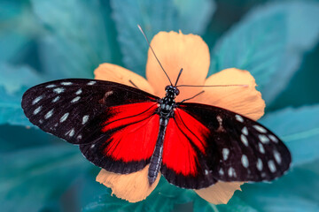 Macro shots, Beautiful nature scene. Closeup beautiful butterfly sitting on the flower in a summer garden.