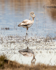 A young flamingo reflected on the lake that has not migrate to Africa in winter season in Delta del Llobregat, Catalonia.