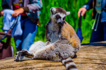 tourist are passing by ring-tailed lemur (lemur catta) in an open enclosure in the zoo of prague © dudlajzov