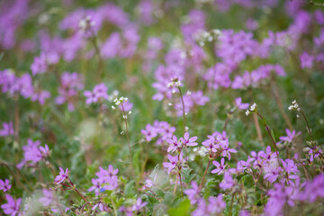 Obraz premium Erodium cicutarium field with bumblebee. A weedy field plant.